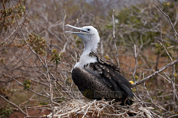 young Frigatebird