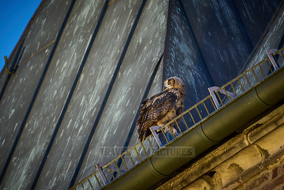 Eurasian eagle-owl (Bubo bubo), fledgling on a roof of a church