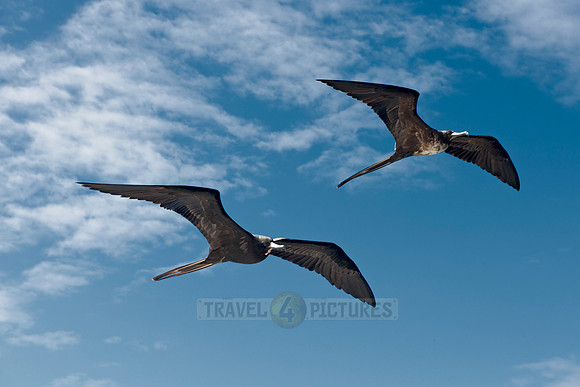 flying Frigatebirds