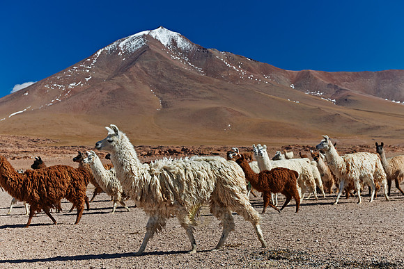 Llama (Lama glama)