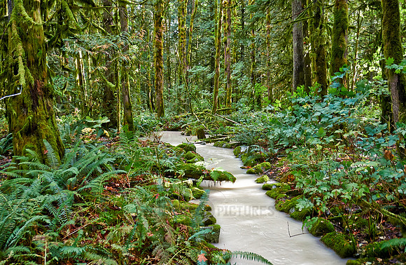 milky river in Great Bear Rainforest