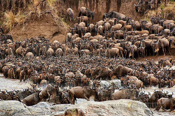herd of wildebeest crossing Mara River