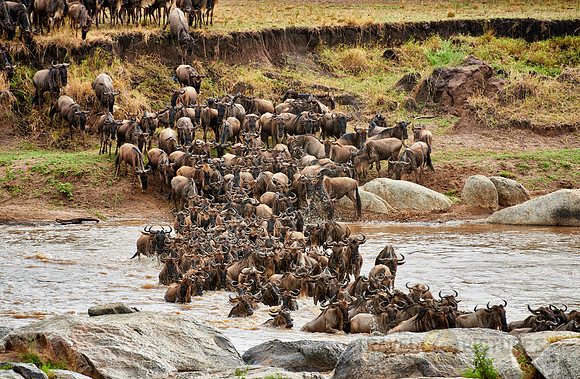 herd of wildebeest crossing Mara River