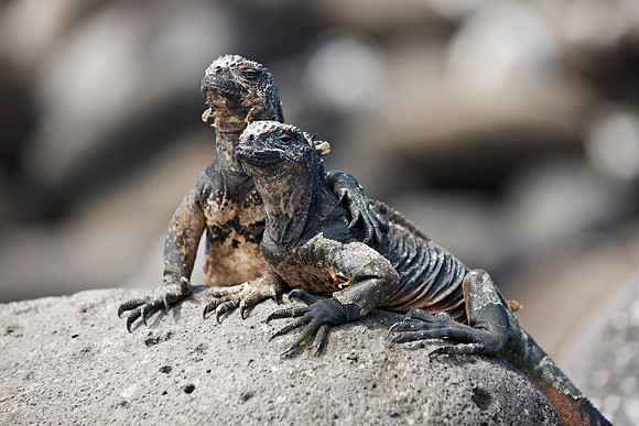 endemic Marine Iguana