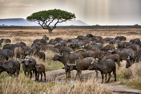 herd of African buffalos at sunset