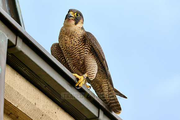 portrait female Peregrine Falcon on a church roof