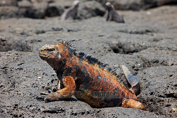 Marine Iguana on cliff