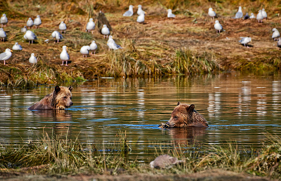 Grizzly bear at Knight Inlet