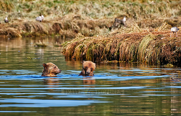Grizzly bear at Knight Inlet