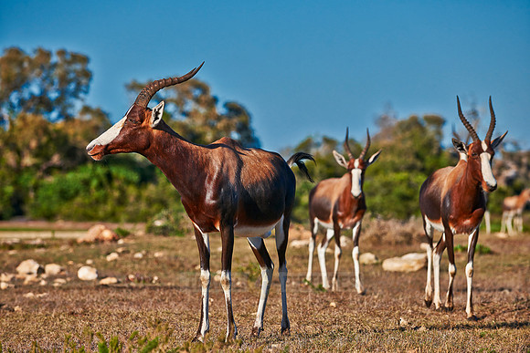 Bontebok (Damaliscus pygargus pygarus)