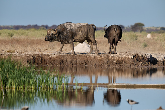 herd of African buffalos at waterhole