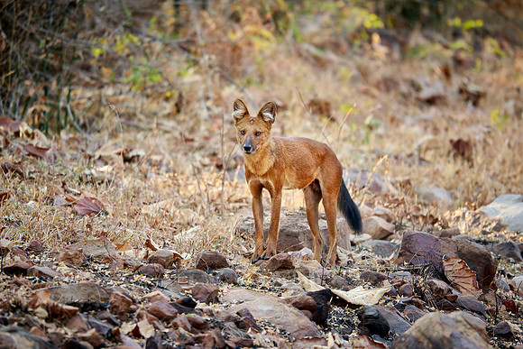 dhole (Cuon alpinus) or indian wild dog