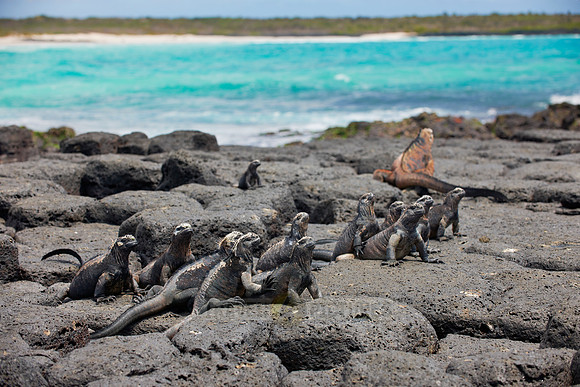 Marine Iguana on cliff