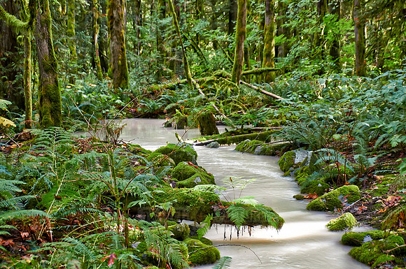 milky river in Great Bear Rainforest