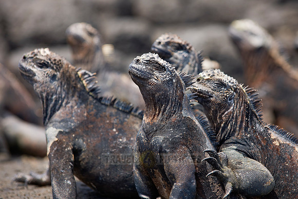 Marine Iguana on cliff