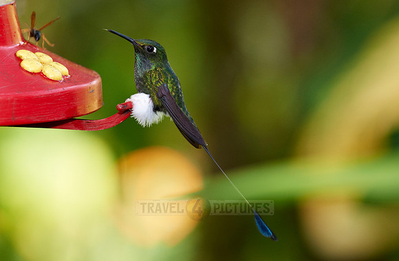 Booted Racket-tail (Ocreatus underwoodii)