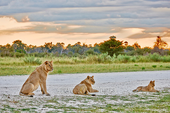 three young lions