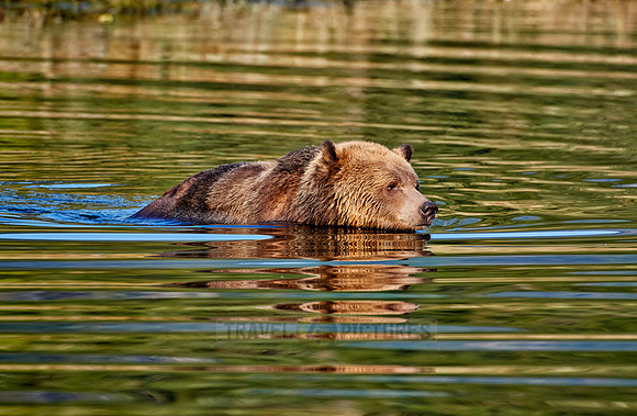 Grizzly bear at Knight Inlet