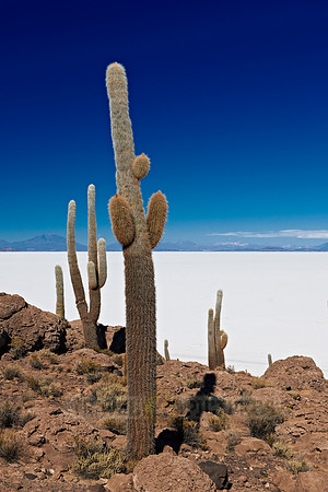 Inkahuasi Island, Salar de Uyuni