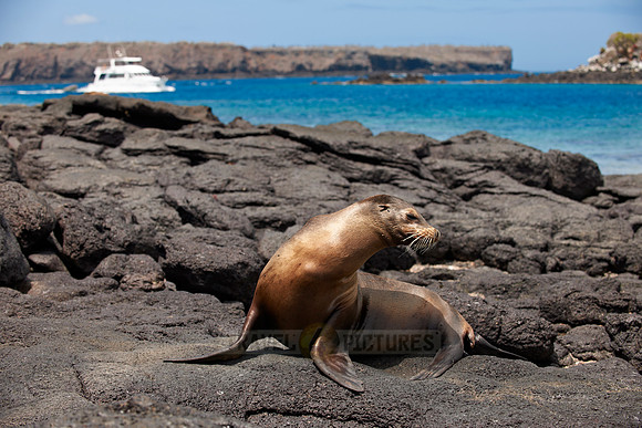 Galapagos Sea Lion