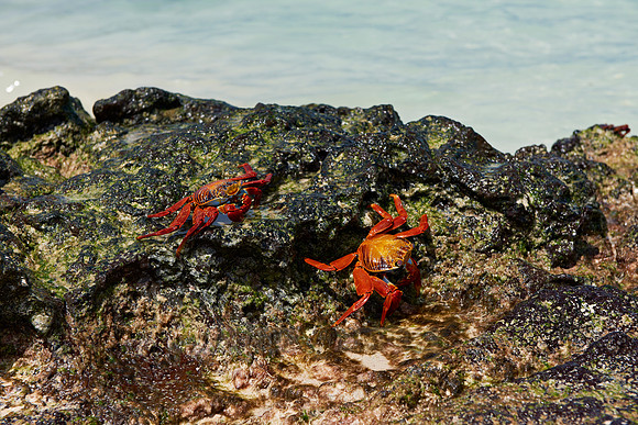 red rock crab, Grapsus grapsus