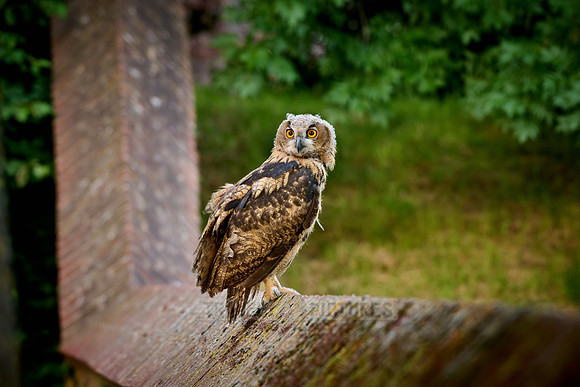 young Eurasian eagle-owl (Bubo bubo)| on a wall