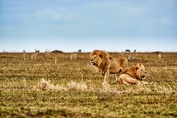 two huge male lion on hunt
