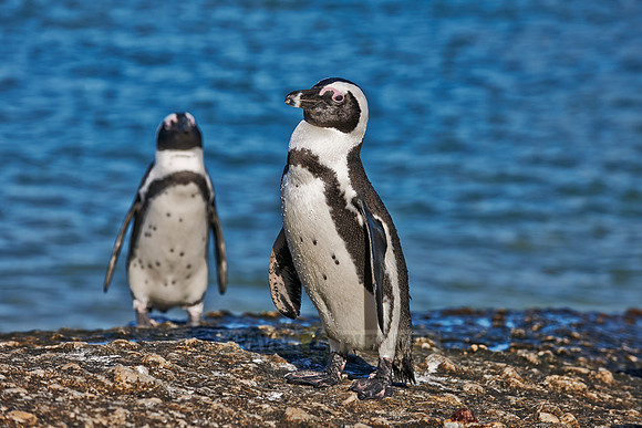 African Penguin