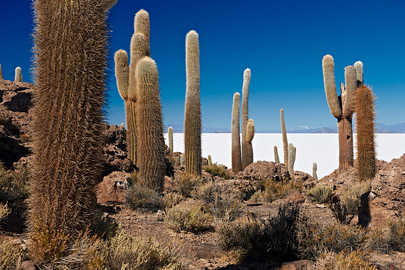 Inkahuasi Island, Salar de Uyuni