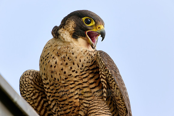 portrait female Peregrine Falcon on a church roof