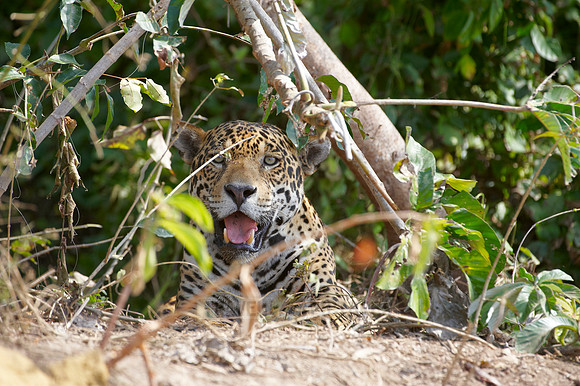 Jaguar, PANTHERA ONCA