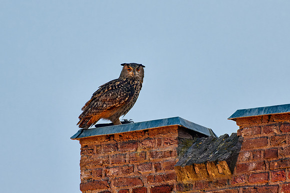 Eurasian eagle-owl (Bubo bubo) on a roof