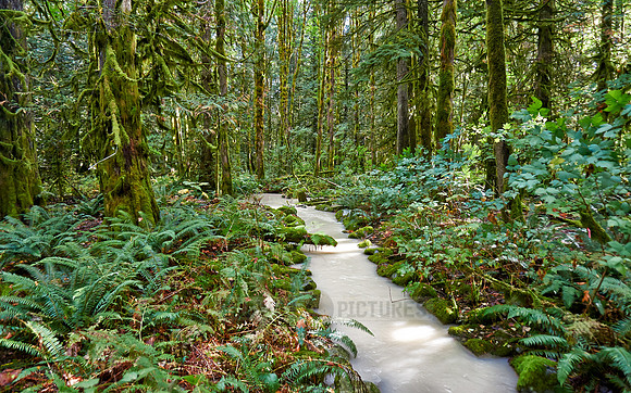 milky river in Great Bear Rainforest