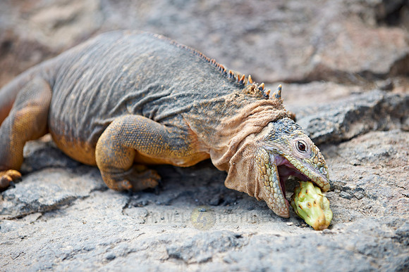 Galapagos Land Iguana