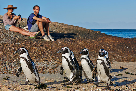 African Penguin