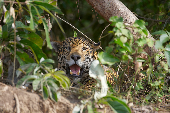 Jaguar, PANTHERA ONCA