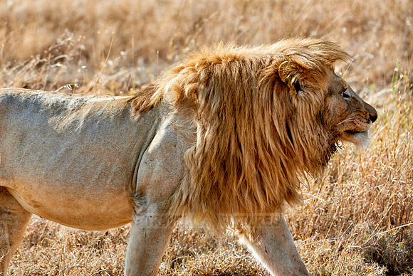 huge male lion walking