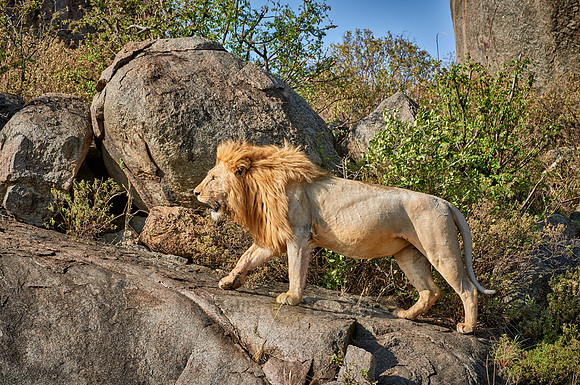 huge male lion on a kopje