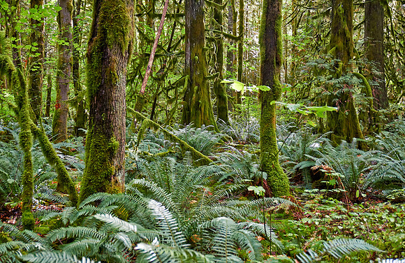 Great Bear Rainforest
