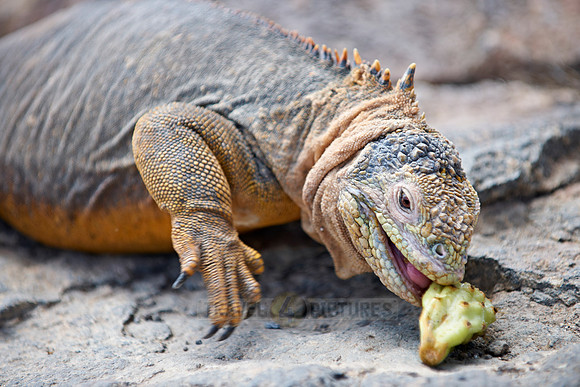 Galapagos Land Iguana