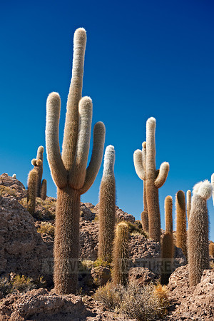 Inkahuasi Island, Salar de Uyuni