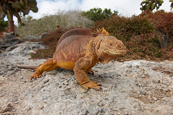 Galapagos Land Iguana