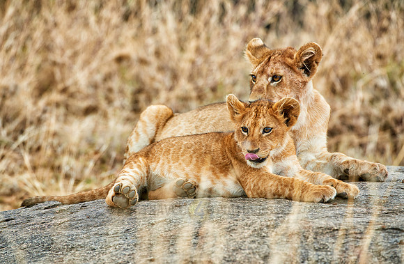 cute ​lion cub