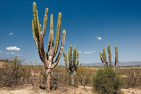cacti forest