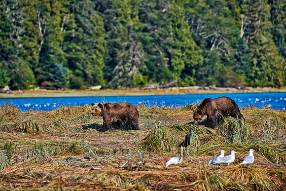 Grizzly bear at Knight Inlet