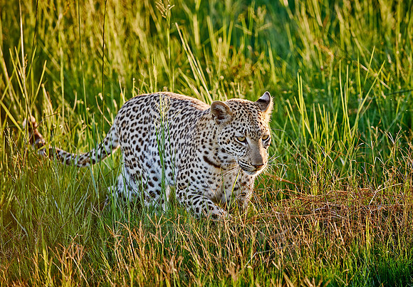 leopard (Panthera pardus)