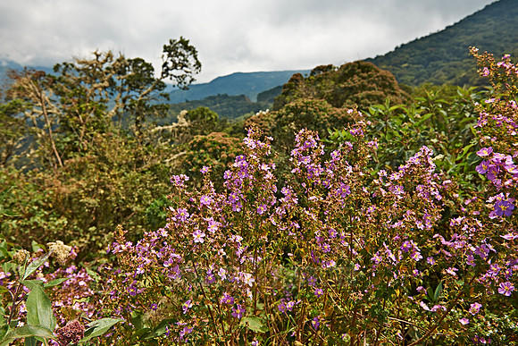 cloud forest of La Siberia
