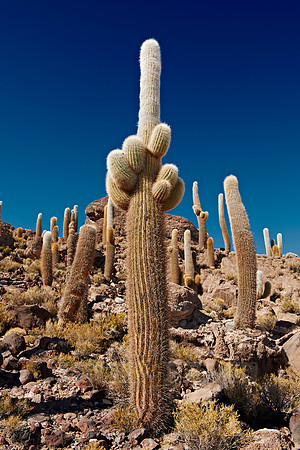 Inkahuasi Island, Salar de Uyuni