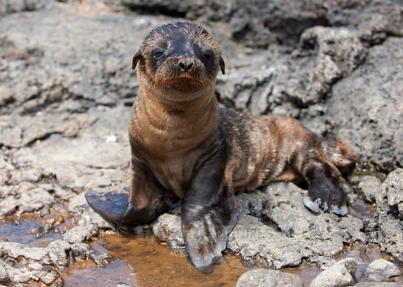 young Galapagos Sea Lion
