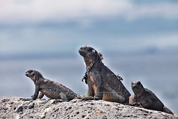 endemic Marine Iguana